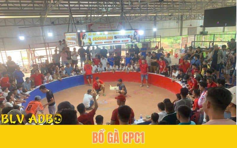 Bồ Gà CPC1 - Nơi Tổ Chức Các Trận Đá Gà C1 Hấp Dẫn