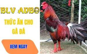 Các Loại Thức Ăn Cho Gà Đá Được Sư Kê Thomo Ưa Chuộng Nhất Hiện Nay