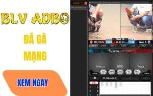 Đá Gà Mạng Là Gì? Top 6 Trang Đá Gà Uy Tín Nhất Hiện Nay