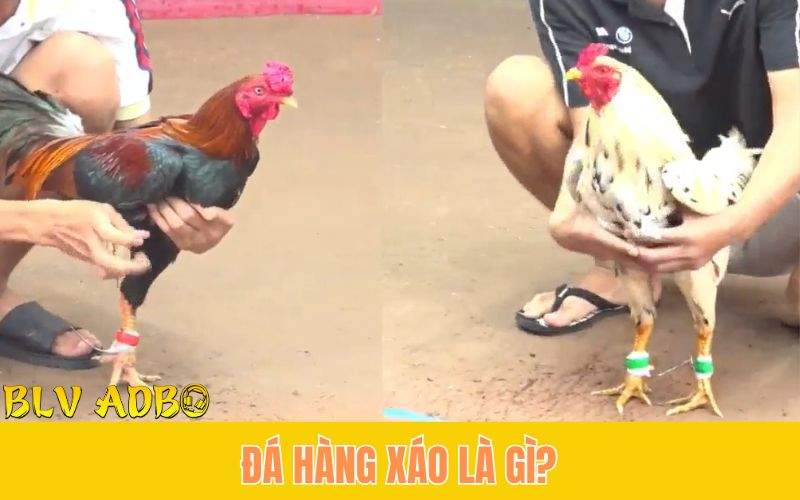 Đá gà hàng xáo là gì?