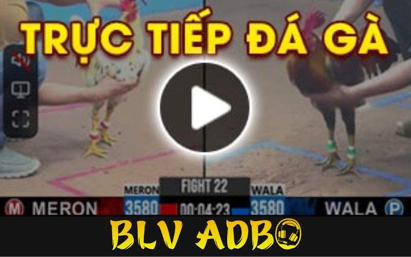 Đá gà trực tiếp là gì