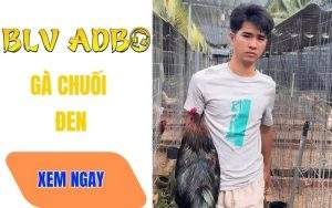 Gà Chuối Đen Của Bảo Sting – Gà Danh Thomo Với 17 Trận Thắng Liên Tiếp