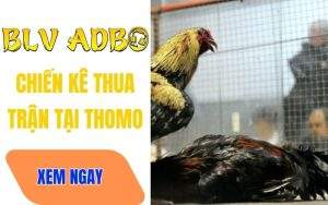 Gà Đá Thua Trận Ở Thomo Có Kết Cục Gì? Các Sư Kê Thường Sử Lý Thế Nào?