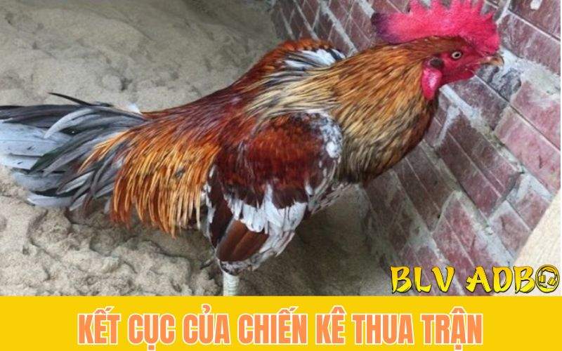 Gà Đá Thua Trận Ở Thomo Có Kết Cục Gì?
