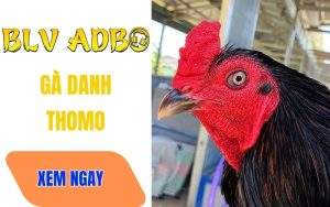 Gà Danh Là Gì? Top 4 Chiến Kê Vang Danh Thomo