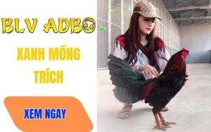 Gà Danh Xanh Mồng Trích Uống Máu Đối Thủ Chấn Dữ Thomo