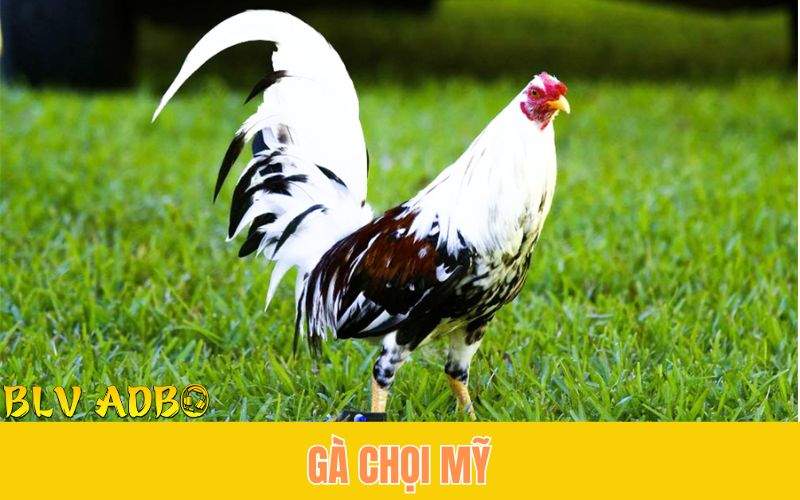 Gà Mỹ (American Game) là một giống gà chọi có nguồn gốc từ Hoa Kỳ