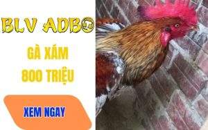 Gà Xám 800 Triệu Của Vua Gà Phúc Bình Dương Và Trận Đấu Tiền Tỷ