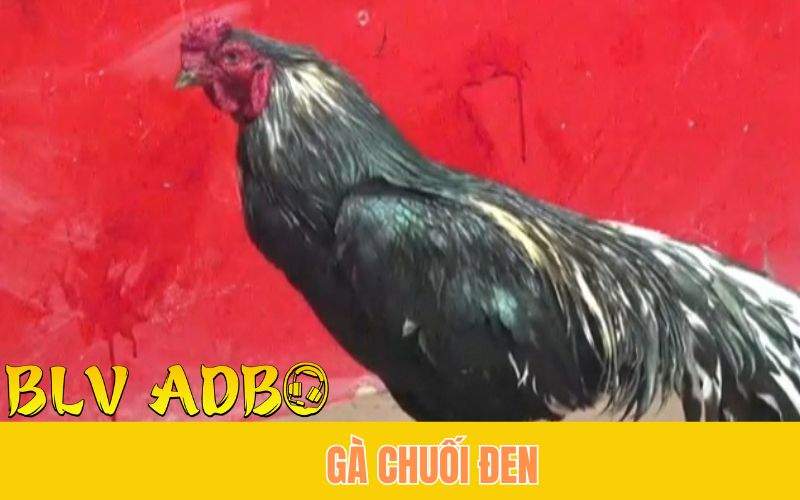 Gà chuối đen chồng độ 4 cái thắng 17 trận của bảo Sting