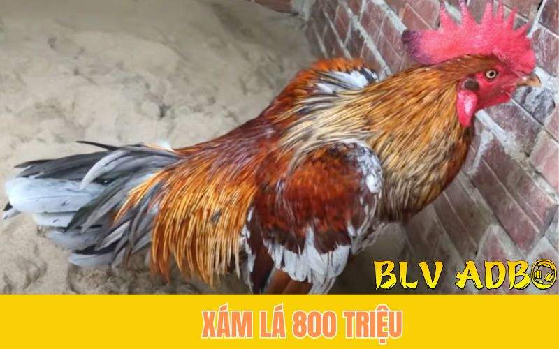 Gà xám lá 800 triệu của chú Phúc Barca Gà xám lá 800 triệu của chú Phúc Barca