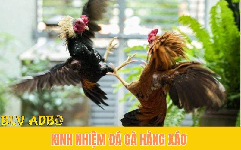 Kinh Nghiệm Đá Gà Hàng Xáo Không Lo “Lỗ Vốn”