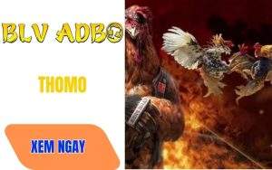 Thomo – Khu Vực Đá Gà Đẳng Cấp Nhất Đông Nam Á