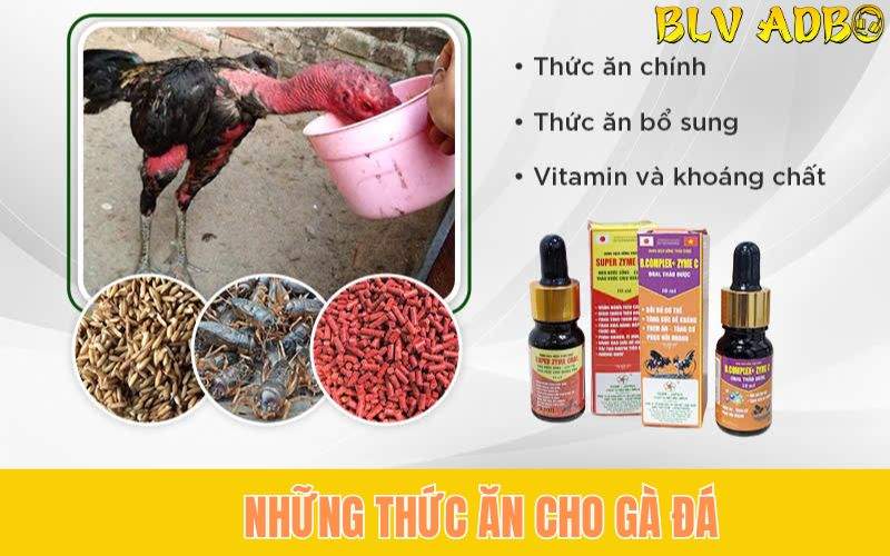 Thức ăn cho gà đá được các kê thủ ưu tiên lựa chọn giúp khỏe mạnh, dũng mãnh