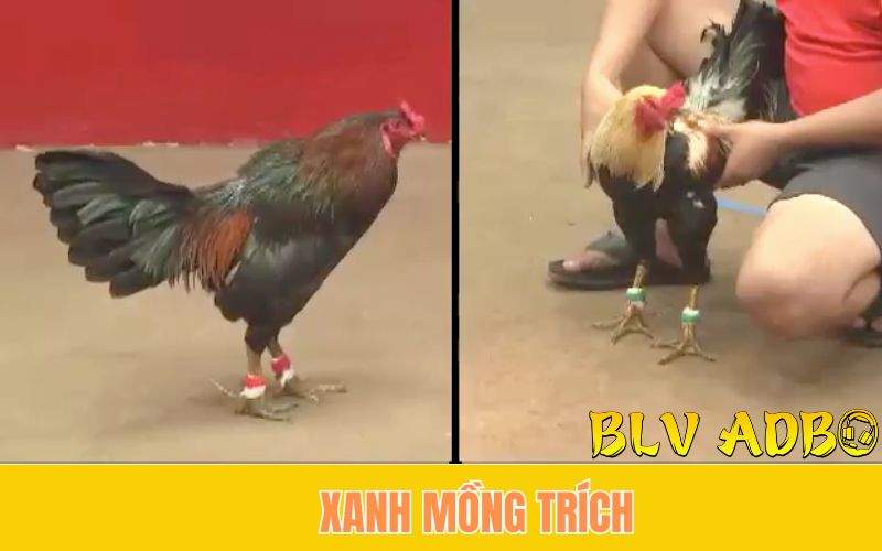 Tìm Hiểu Về Gà Danh Xanh Mồng Trích – Huyền Chấm Dữ Thomo Một Thời