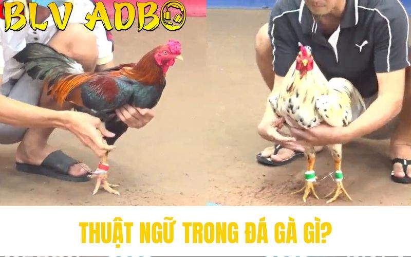 Tìm hiểu về thuật ngữ trong đá gà