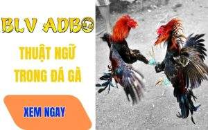 Tổng Hợp Những Thuật Ngữ Trong Đá Gà Cho Người Mới Bắt Đầu