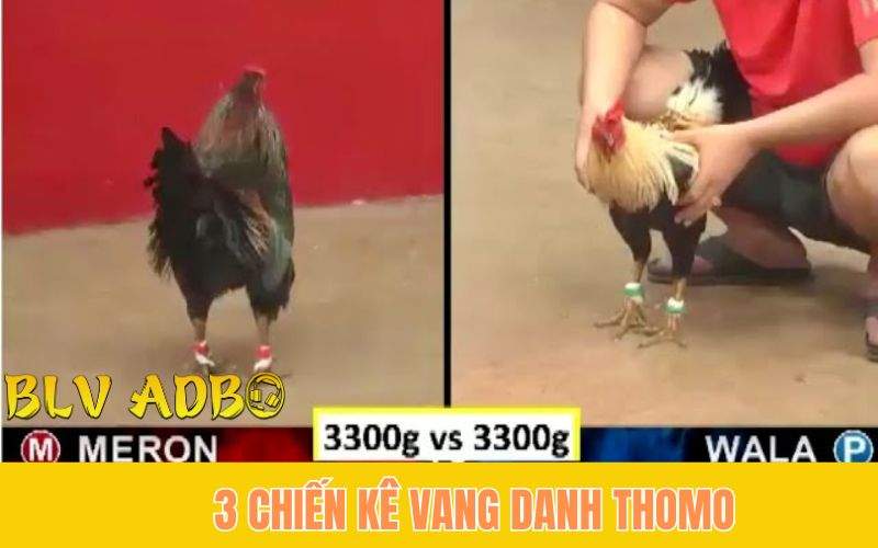 Top 3 Gà Danh Huyền Thoại Chấn Dữ Thomo 