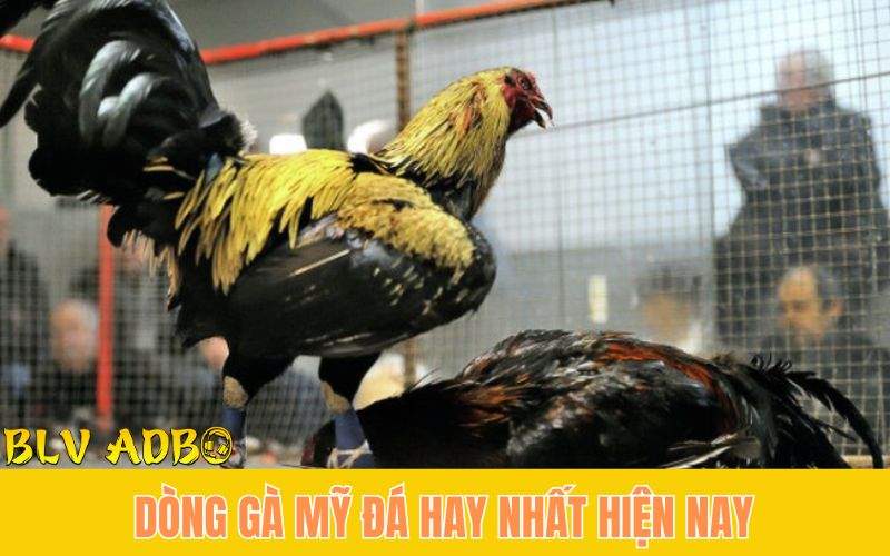 Top 5 Dòng Gà Mỹ Đá Cựa Sắt Hay Nhất