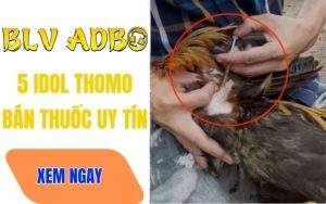Top 5 Idol Thomo Bán Thuốc Gà Đá Tốt Nhất Hiện Nay