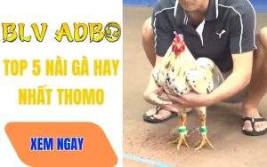 Top 5 Sư Kê Nài Gà Hay Nhất Thomo – Những "Phù Thuỷ" Sau Mỗi Chiến Kê