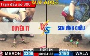 Trân 54 CPC3 27-05-2024 - Gà Đen Tây Bắc Của Duyên Ti Lụm Xổ 300 Triệu
