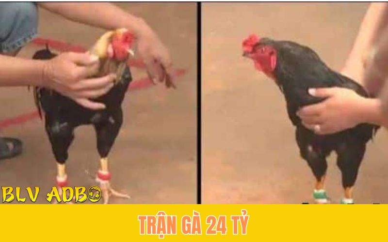 Trận đá gà 24 tỷ diễn ra tại bồ C1 giữa Phúc Bình Dương (Phúc Barca) và Mít Trà Cú ( Đặng Hữu Tiền)