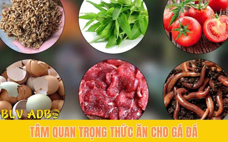 Vai trò của dinh dưỡng đối với gà đá