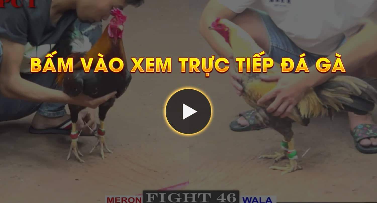 Bấm vào xem trực tiếp đá gà Thomo