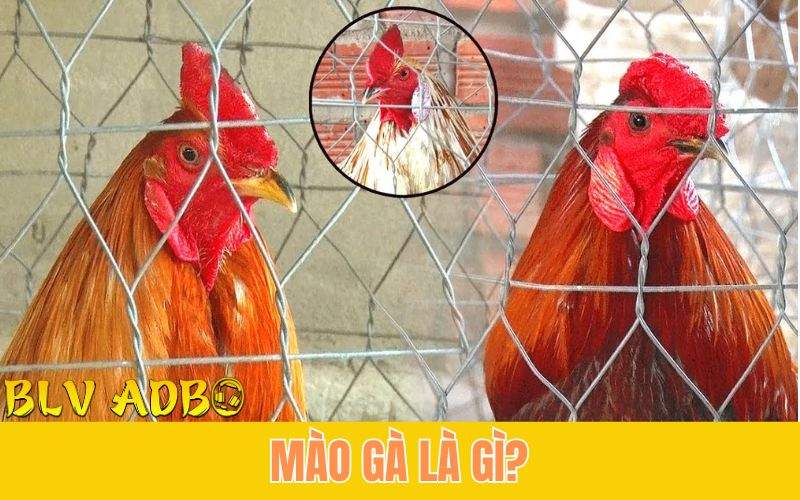 5 Loại Mào Gà Đá Phổ Biến Và Đặc Điểm Nổi Bật 5 Loại Mào Gà Đá Phổ Biến Và Đặc Điểm Nổi Bật