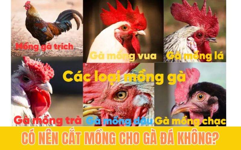 Có nên cắt mồng cho gà đá hay không?