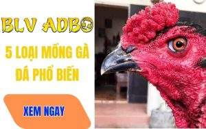 Mồng Gà Là Gì? Top 5 Loại Mào Gà Đá Phổ Biến Nhất Hiện Nay Ở Chiến Kê