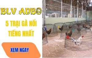 Top 5 Trại Gà Nổi Tiếng Nhất Hiện Nay Cung Cấp Gà Đá Thomo Uy Tín