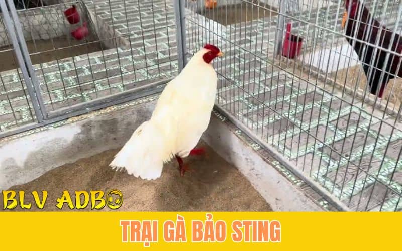 Trại Gà Bảo Sting với mẻ gà bướm úa thương hiệu