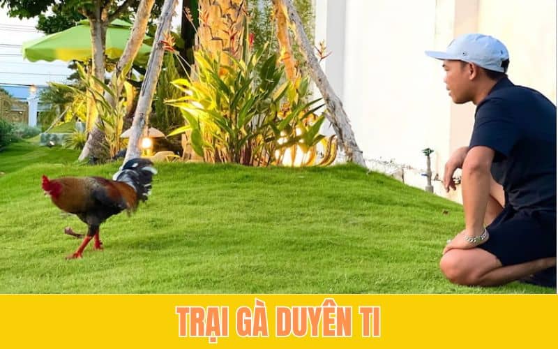 Trại Gà Duyên Ti nổi tiếng với mẻ gà khét mâm trầu