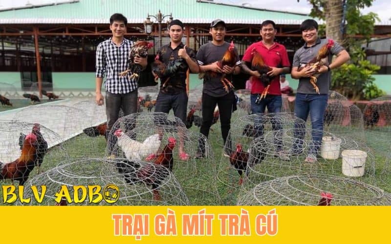 Trại Gà Mít Trà Cú với những chiến kê đẳng cấp