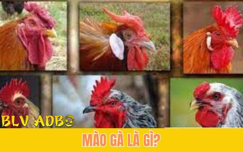 tìm hiểu về mồng gà đá