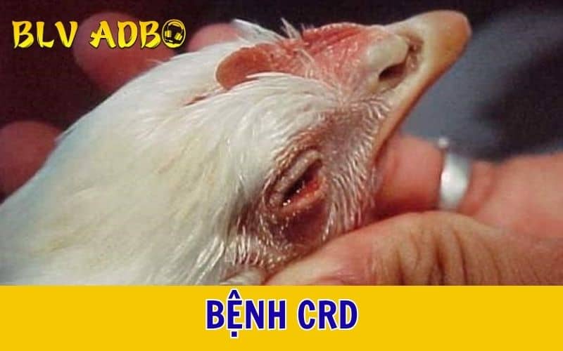 Bệnh CRD Bệnh CRD