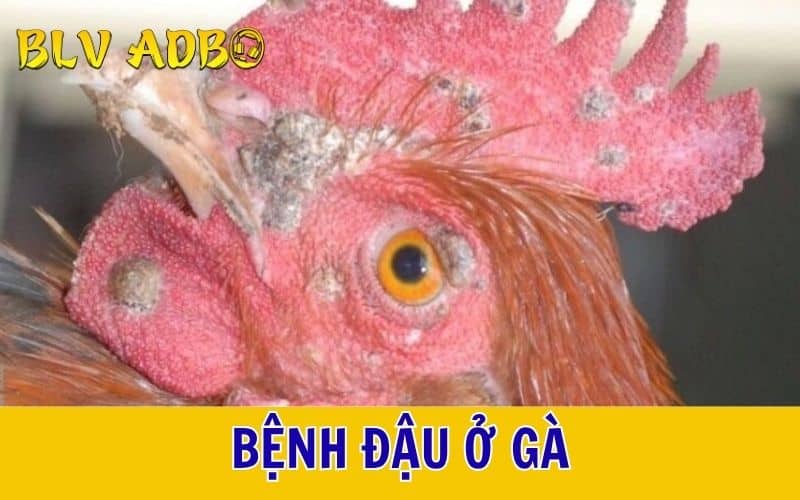 Bệnh đậu ở gà Bệnh đậu ở gà