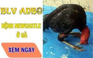 bệnh Newcastle ở gà