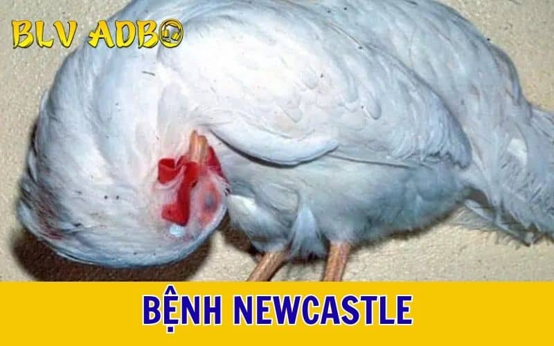 Bệnh Newcastle Bệnh Newcastle