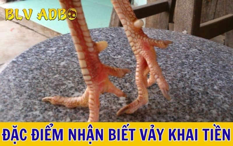 Các đặc điểm nhận biết vảy gà khai tiền Các đặc điểm nhận biết vảy gà khai tiền