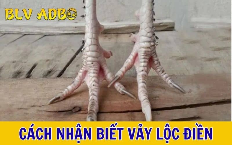 Các đặc điểm nhận biết vảy lộc điền và điều cần lưu ý Các đặc điểm nhận biết vảy lộc điền và điều cần lưu ý