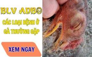 Các loại bệnh ở gà thường gặp