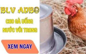 Cho Gà Uống Nước Vôi Trong