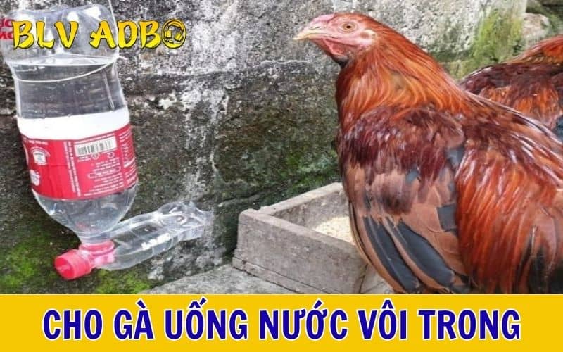 Cho gà uống nước vôi trong với liều lượng vừa đủ Cho gà uống nước vôi trong với liều lượng vừa đủ
