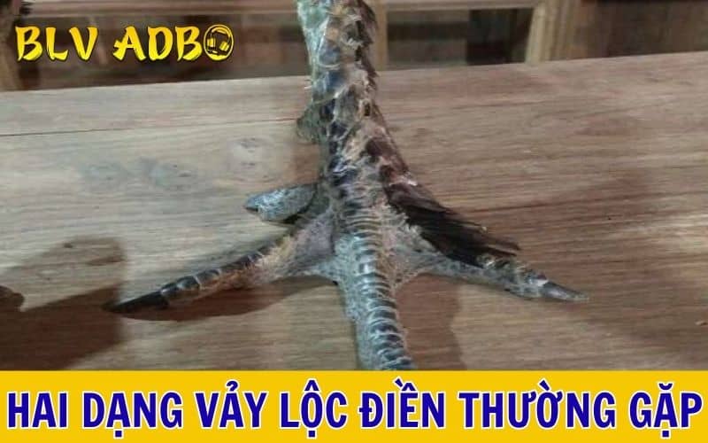 Hai dạng vảy lộc điền thường gặp nhất hiện nay Hai dạng vảy lộc điền thường gặp nhất hiện nay