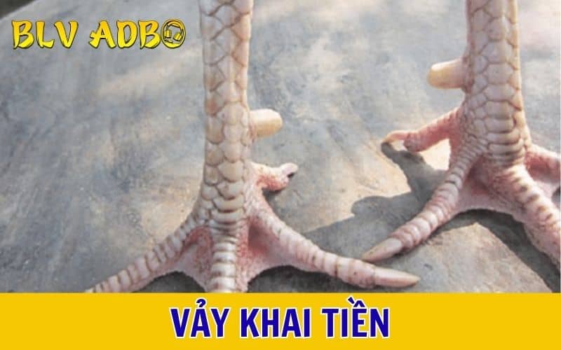 Vảy khai tiền là các vảy xếp thành một hàng và có một vảy bị tách rời Vảy khai tiền là các vảy xếp thành một hàng và có một vảy bị tách rời