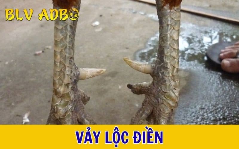 Vảy lộc điền là loại vảy hiếm gặp nhất trong giới gà đá Vảy lộc điền là loại vảy hiếm gặp nhất trong giới gà đá