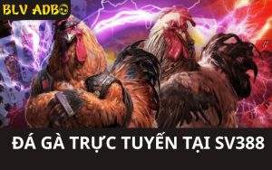 Đá Gà Trực Tuyến Tại SV388