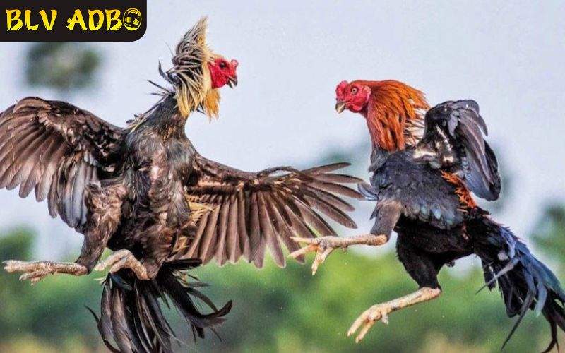 SV388 là đối tác của nhiều trường gà danh tiếng tại Campuchia và Philippines SV388 là đối tác của nhiều trường gà danh tiếng tại Campuchia và Philippines